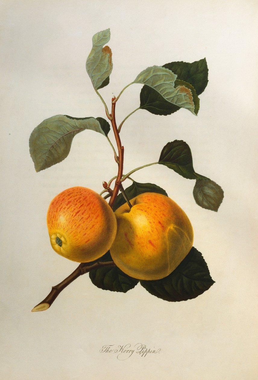 Kerry Pippin, elokuvasta "Pomona Londinensis", 1818 tekijältä William Hooker