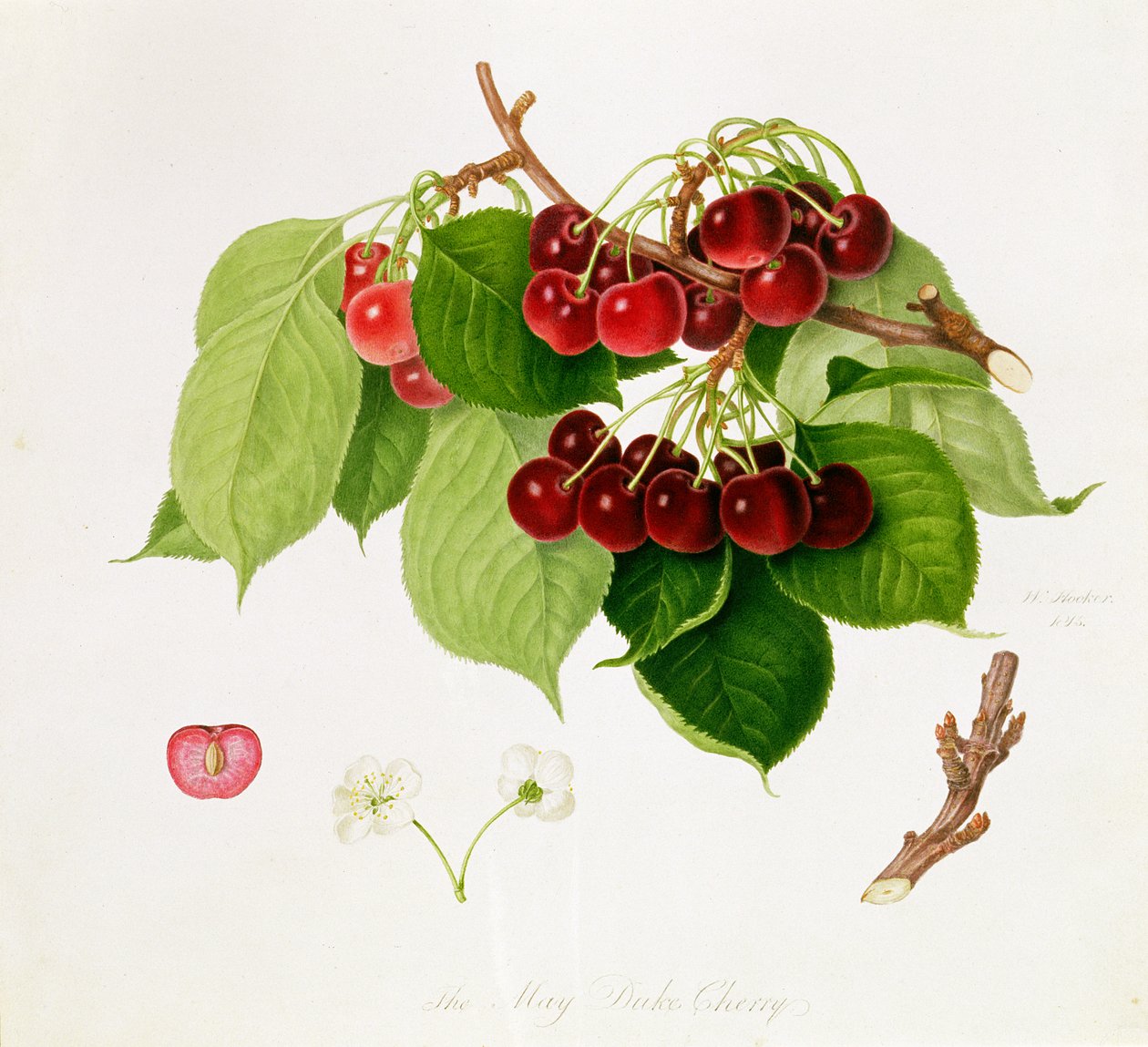 Toukokuun herttuan kirsikka, 1815 tekijältä William Hooker