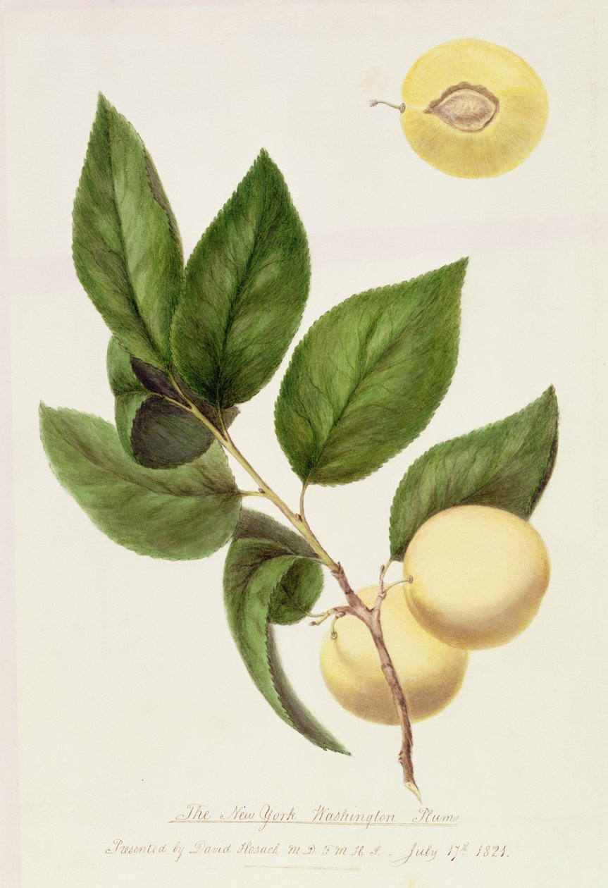 New York Washington Plum, 1821 tekijältä William Hooker