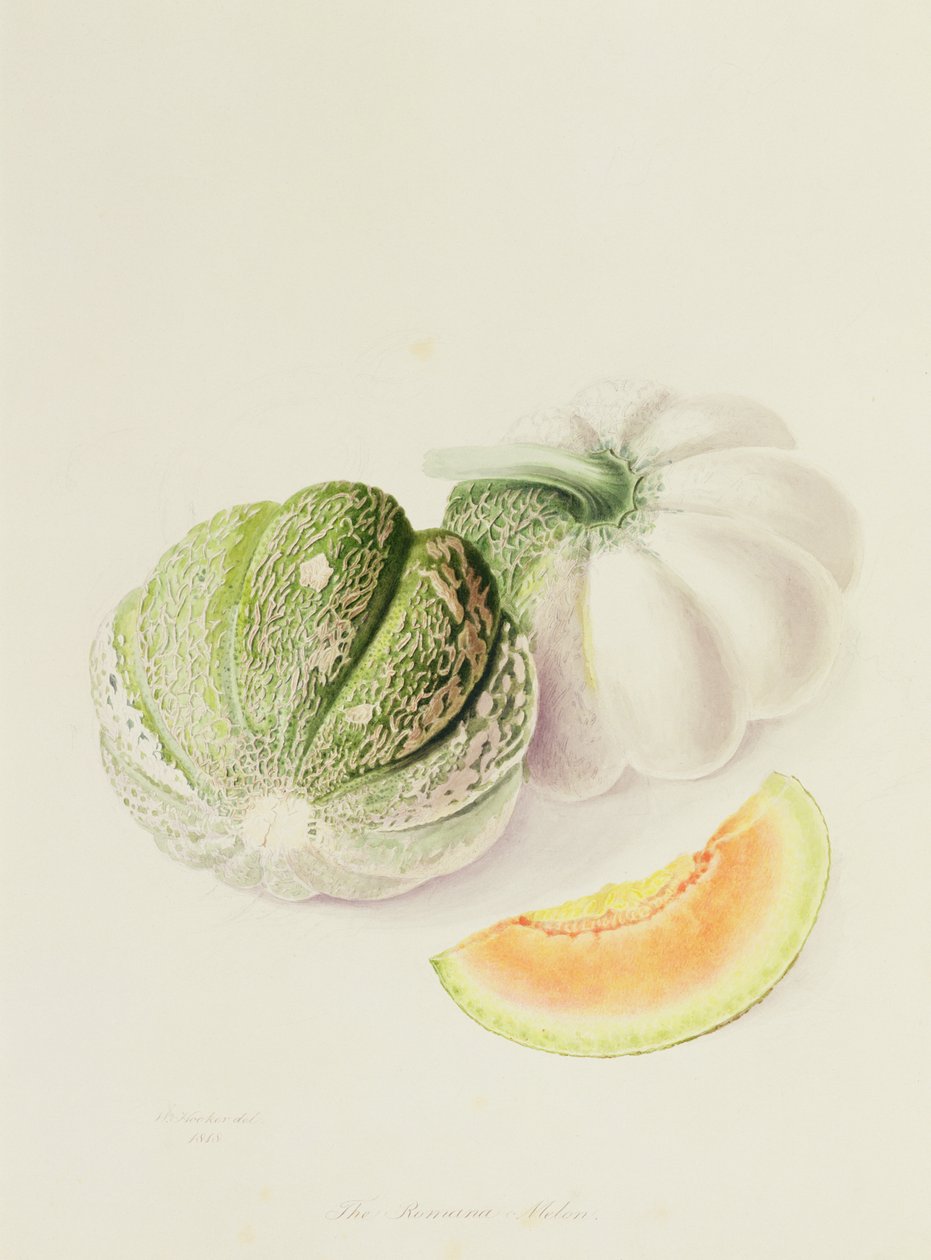 Romana Melon, 1818 tekijältä William Hooker