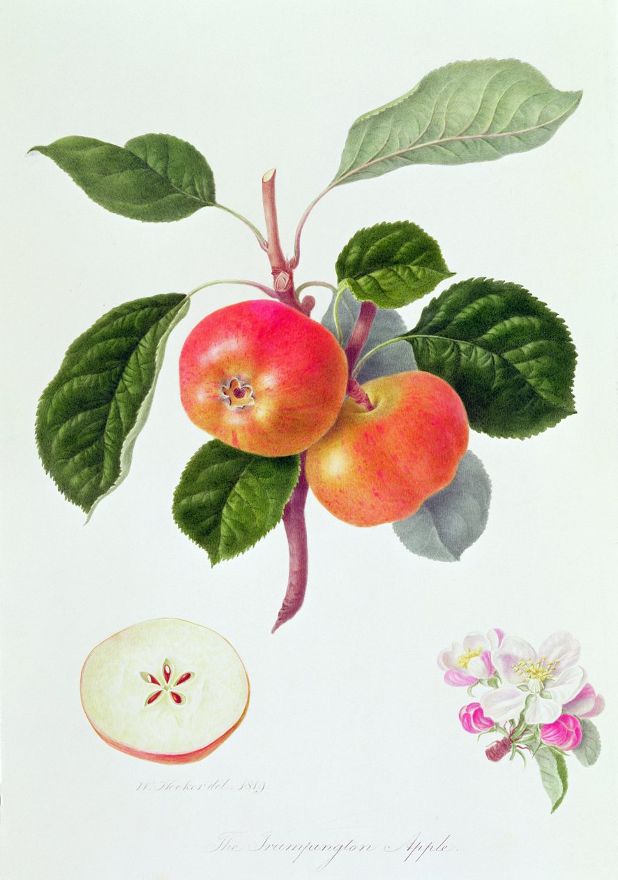 Trumpington Apple, 1819 tekijältä William Hooker