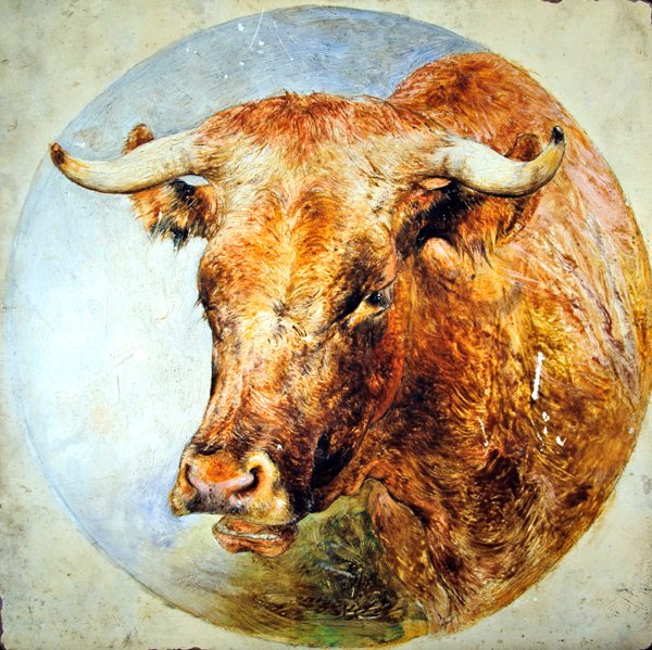 Longhorn-lehmän pää tekijältä William Huggins