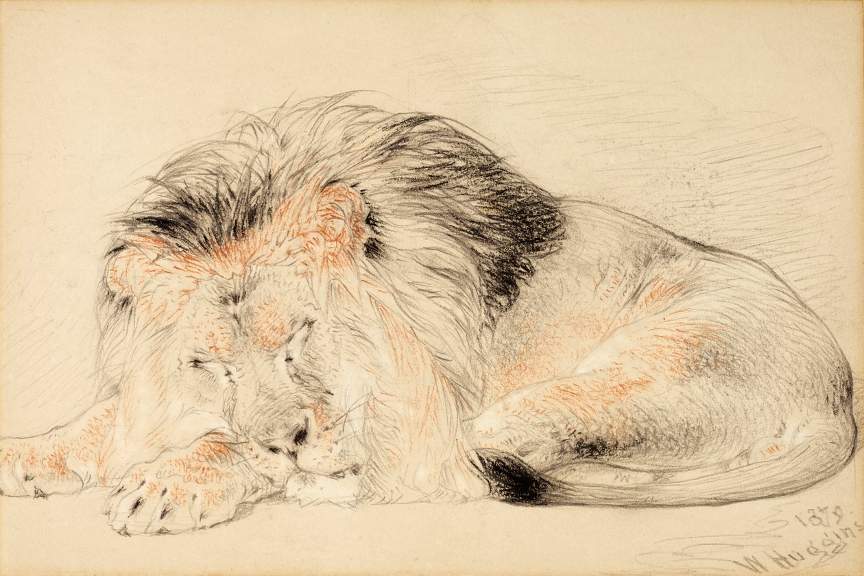 Leijona, 1879 (liitu paperille) tekijältä William Huggins