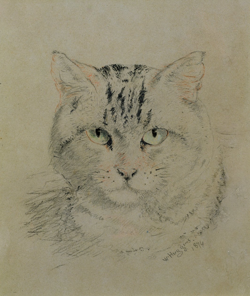 Tabby Cat, 1874 (kynä, värikynä ja puuhiili paperilla) tekijältä William Huggins