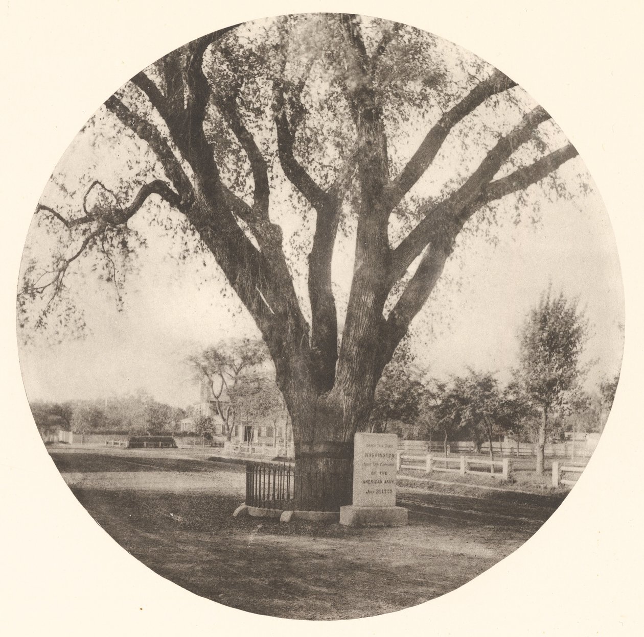 Washington Elm tekijältä William J. Stillman