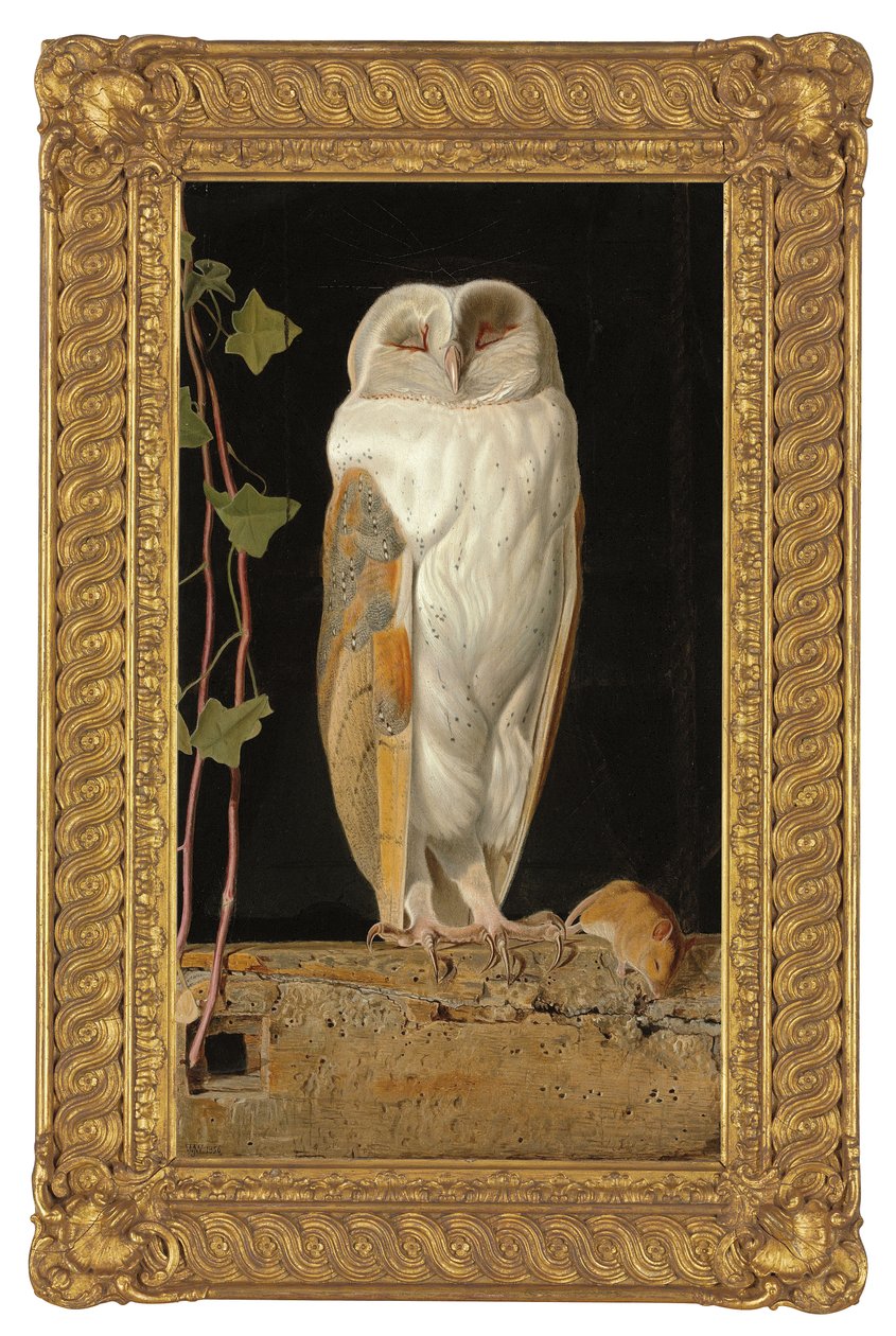 Valkoinen pöllö, 1856 tekijältä William J. Webbe or Webb