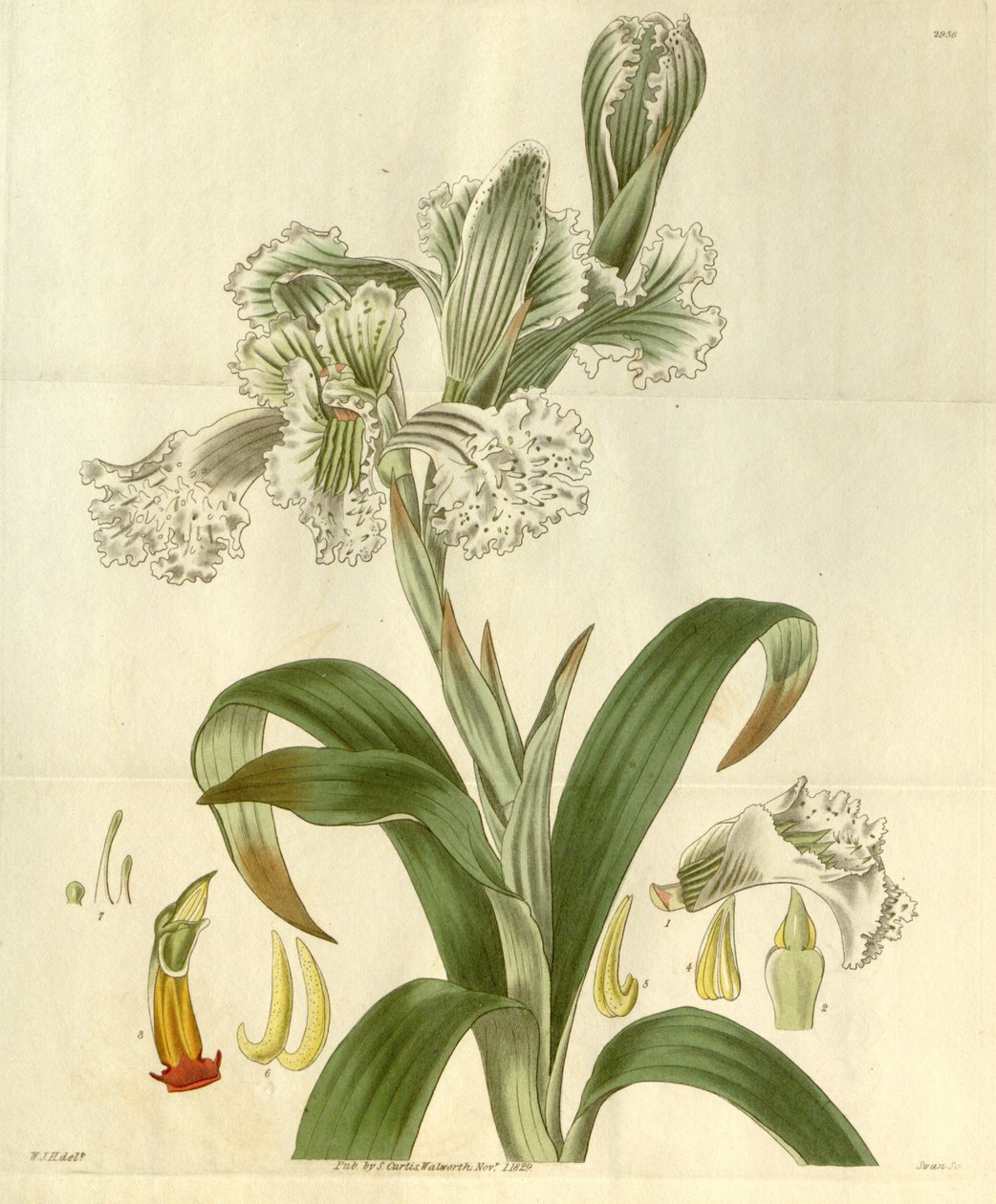 Chloraea bletioides tekijältä William Jackson Hooker
