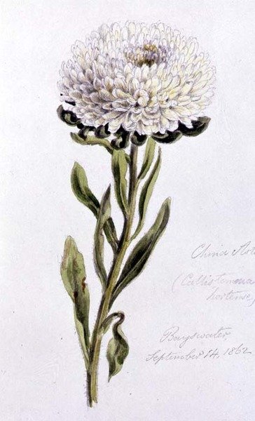 China Aster, maalattu Bayswaterissa tekijältä William James Linton