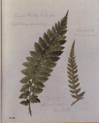 Common Prickly Shield saniainen, maalattu Brantwoodissa, 30.11.1857 (akvarelli paperille) tekijältä William James Linton