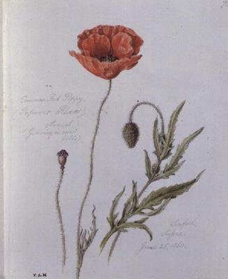 Common Red Poppy, maalattu Seafordissa, Sussexissa, 25. kesäkuuta 1860 (akvarelli paperille) tekijältä William James Linton