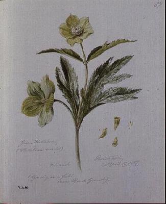 Green Hellebore, maalattu Brantwoodissa tekijältä William James Linton