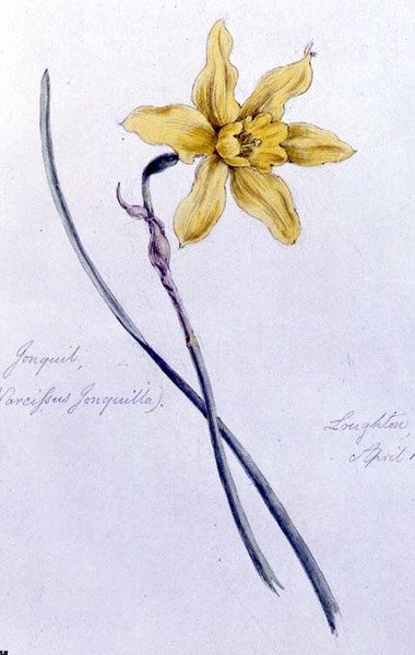 Jonquil, maalattu Loughtonissa tekijältä William James Linton