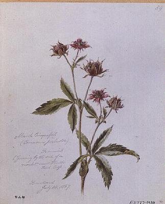 Marsh Cinquefoil, maalattu Brentwoodissa tekijältä William James Linton
