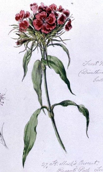 Sweet William, maalattu Regents Parkissa, 7. kesäkuuta 1868 (akvarelli paperille) tekijältä William James Linton