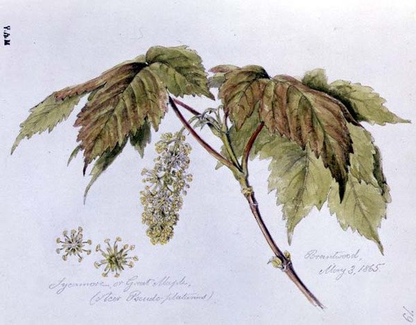 Sycamore tai Great Maple, maalattu Brantwoodissa, 3. toukokuuta 1865 (akvarelli paperille) tekijältä William James Linton