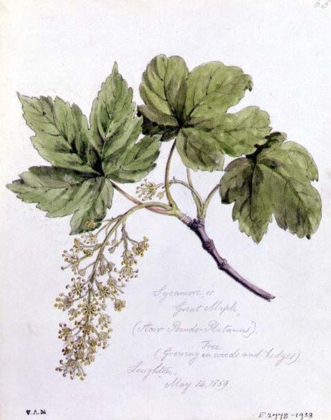 Sycamore tai Great Maple, maalattu Loughtonissa tekijältä William James Linton