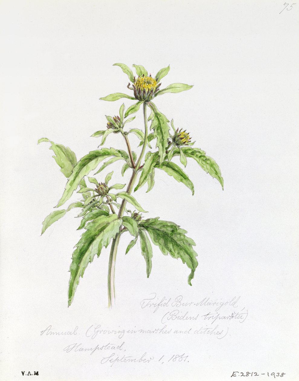 Kolmiomainen Burr-Marigold, maalattu Hampsteadissa 1. syyskuuta 1861. tekijältä William James Linton