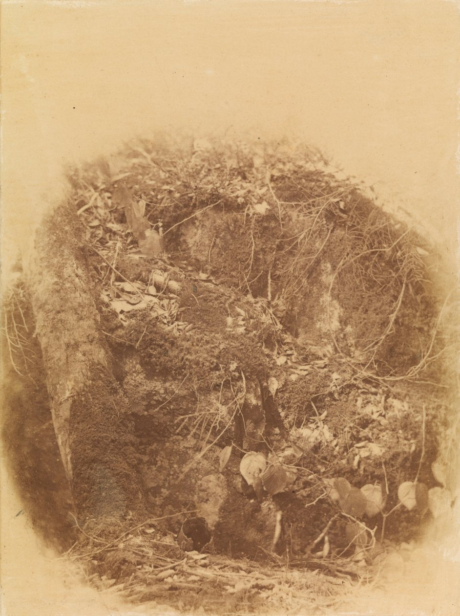 Nimetön, salkusta The Forest: Adirondack Woods tekijältä William James Stillman