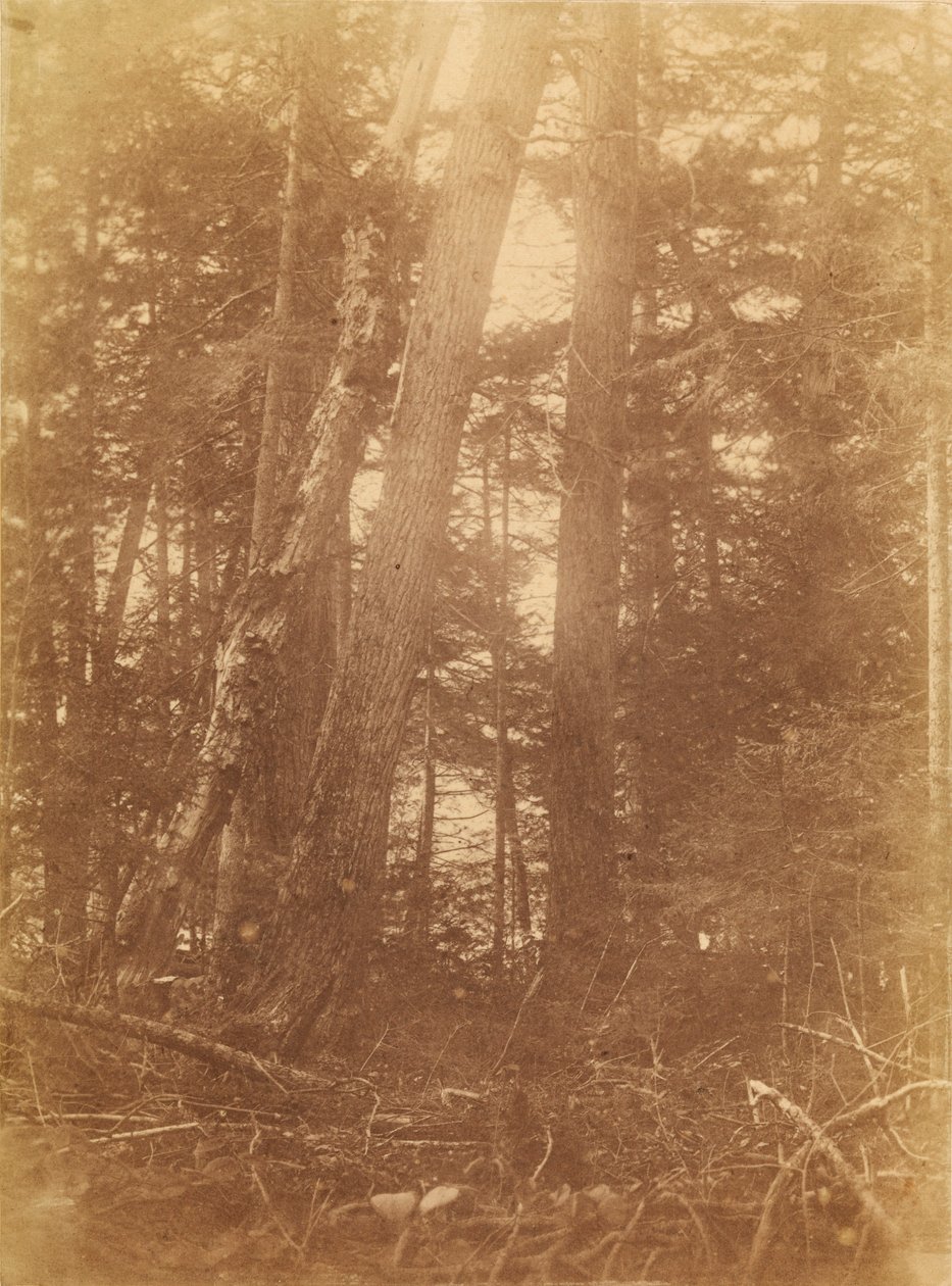 Nimetön, salkusta The Forest: Adirondack Woods tekijältä William James Stillman