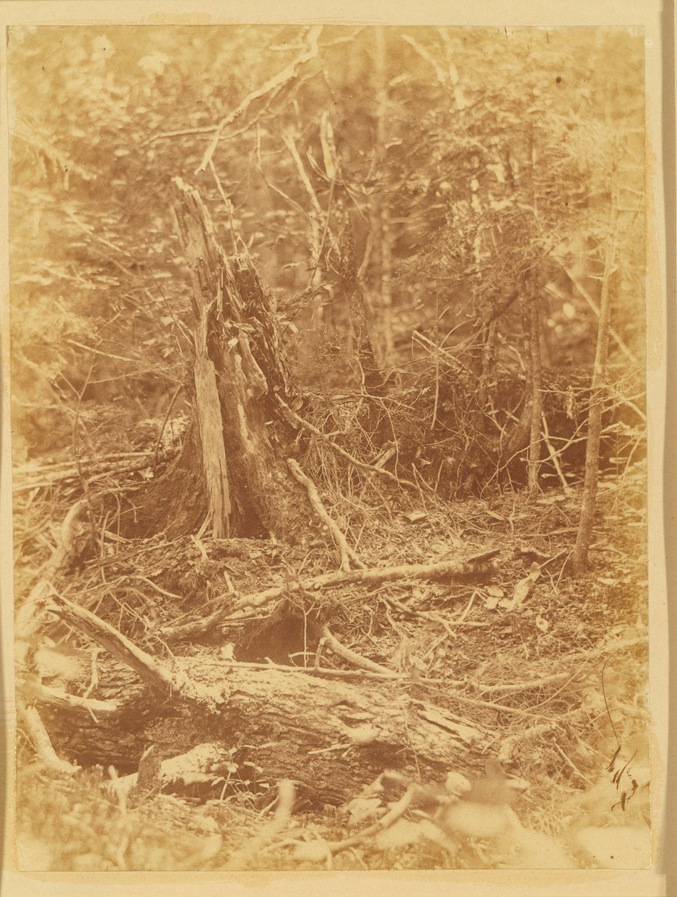 Nimetön, salkusta The Forest: Adirondack Woods tekijältä William James Stillman