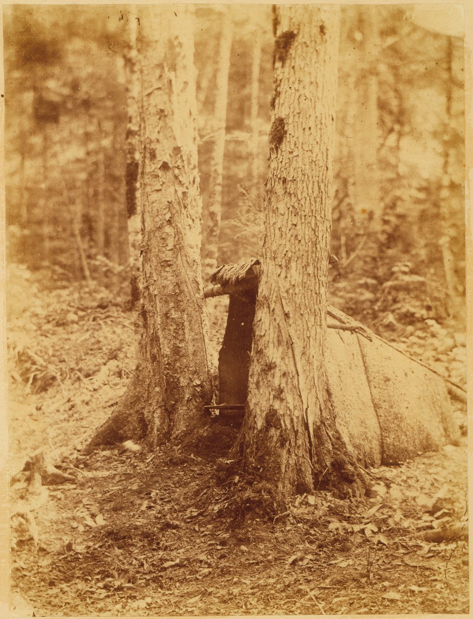 Nimetön, salkusta The Forest: Adirondack Woods tekijältä William James Stillman