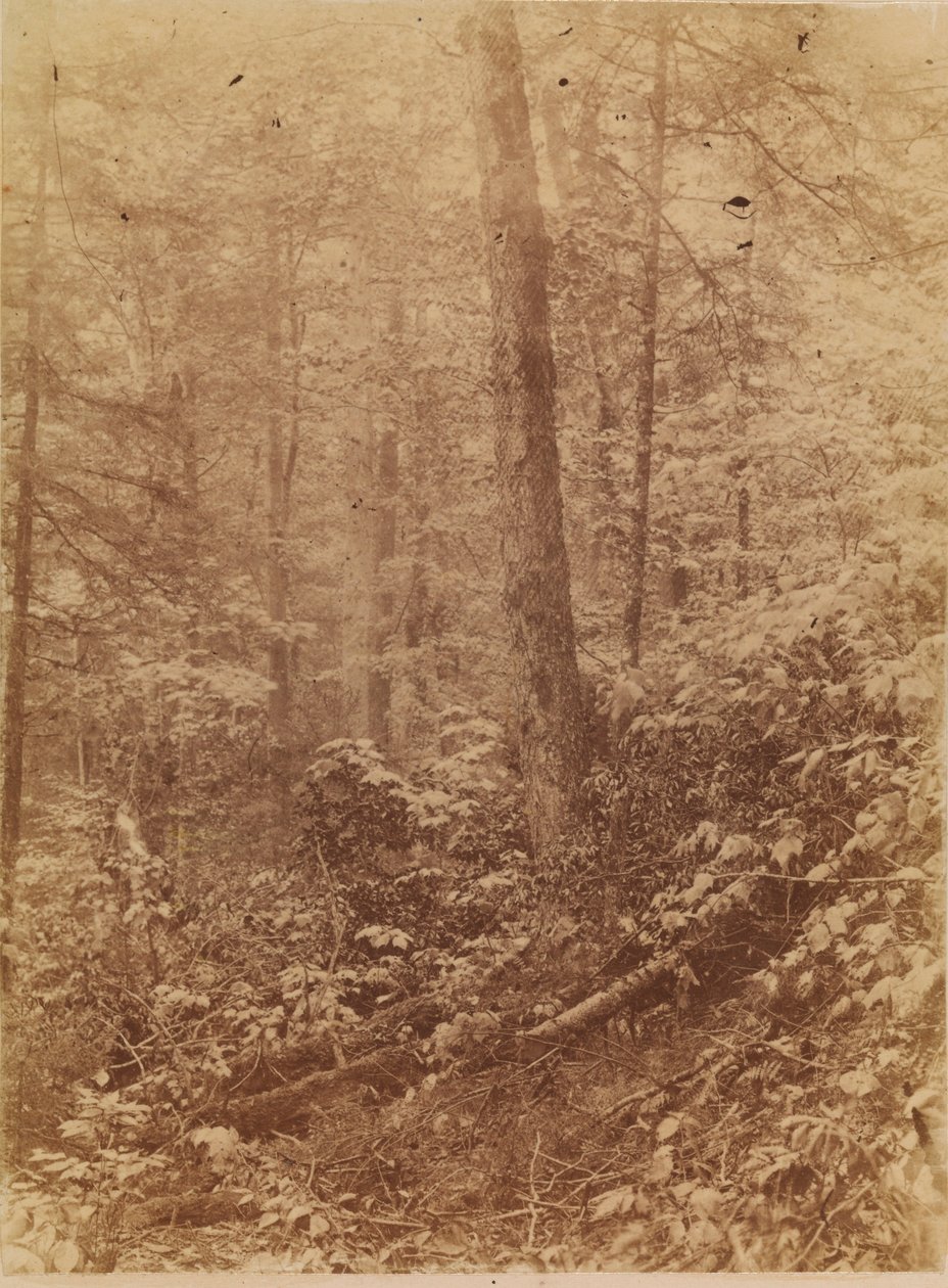 Nimetön, salkusta The Forest: Adirondack Woods tekijältä William James Stillman