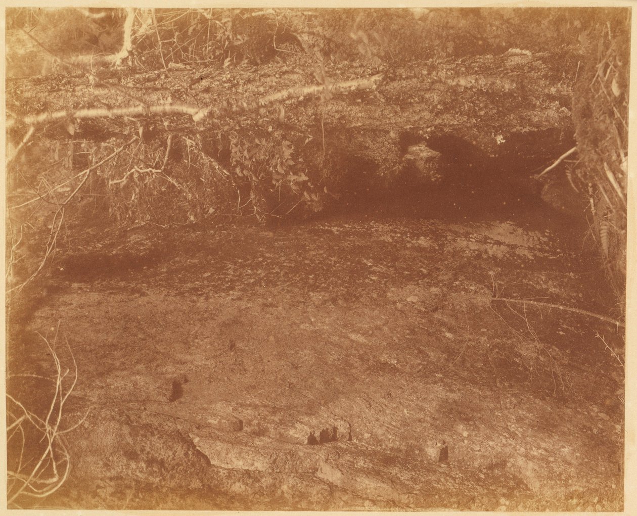 Nimetön, salkusta The Forest: Adirondack Woods tekijältä William James Stillman