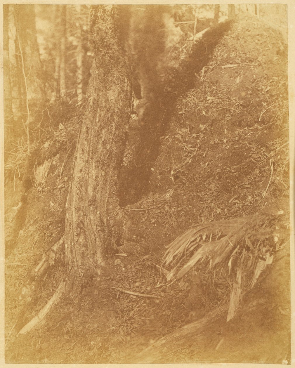 Nimetön, salkusta The Forest: Adirondack Woods tekijältä William James Stillman