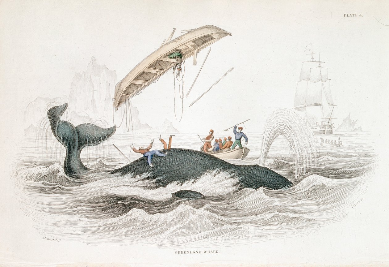 Harpuunoi Grönlannin valaan, joka on heittänyt yhden hyökkäävistä veneistä, 1837 tekijältä William Jardine
