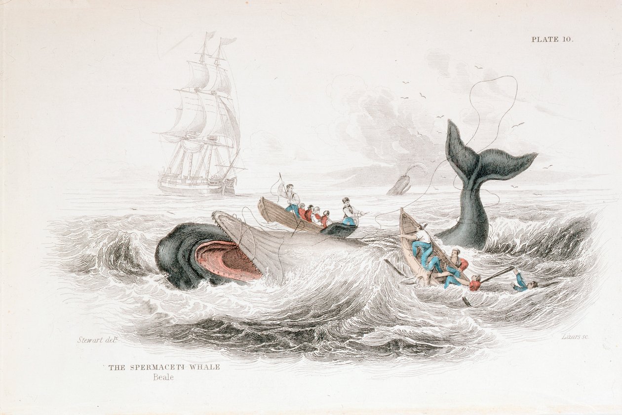 Kaskelovalaan harppuuna, 1837 tekijältä William Jardine