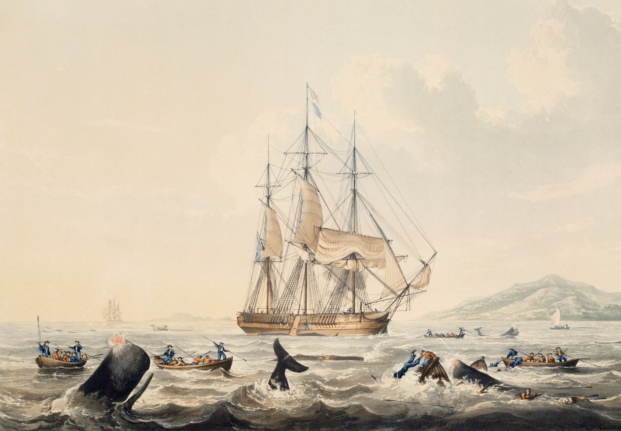 Valaanpyynti Etelämerellä, kaiverrus William John Huggins (1781-1845), 44x57 cm tekijältä William John Huggins