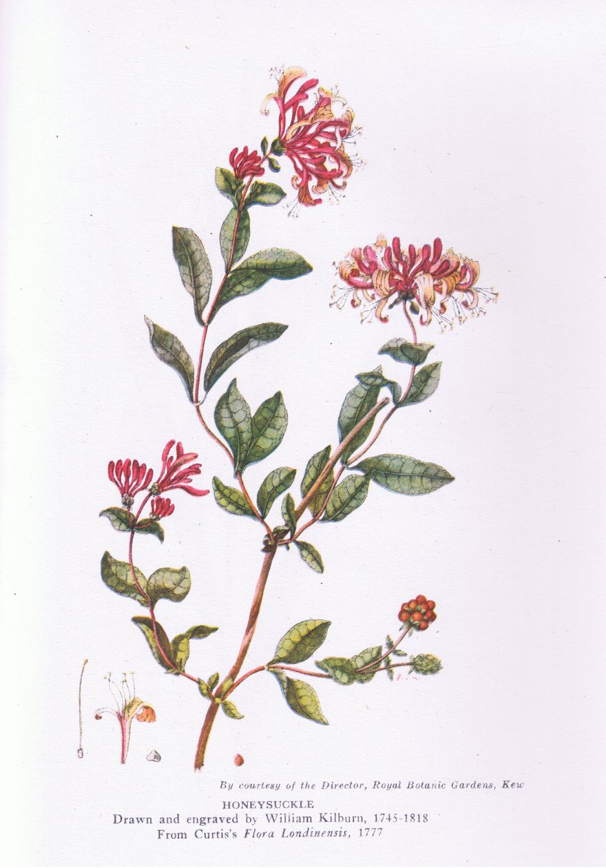 Honeysuckle, Nature in Britain julkaisija Collins, 1946 tekijältä William Kilburn