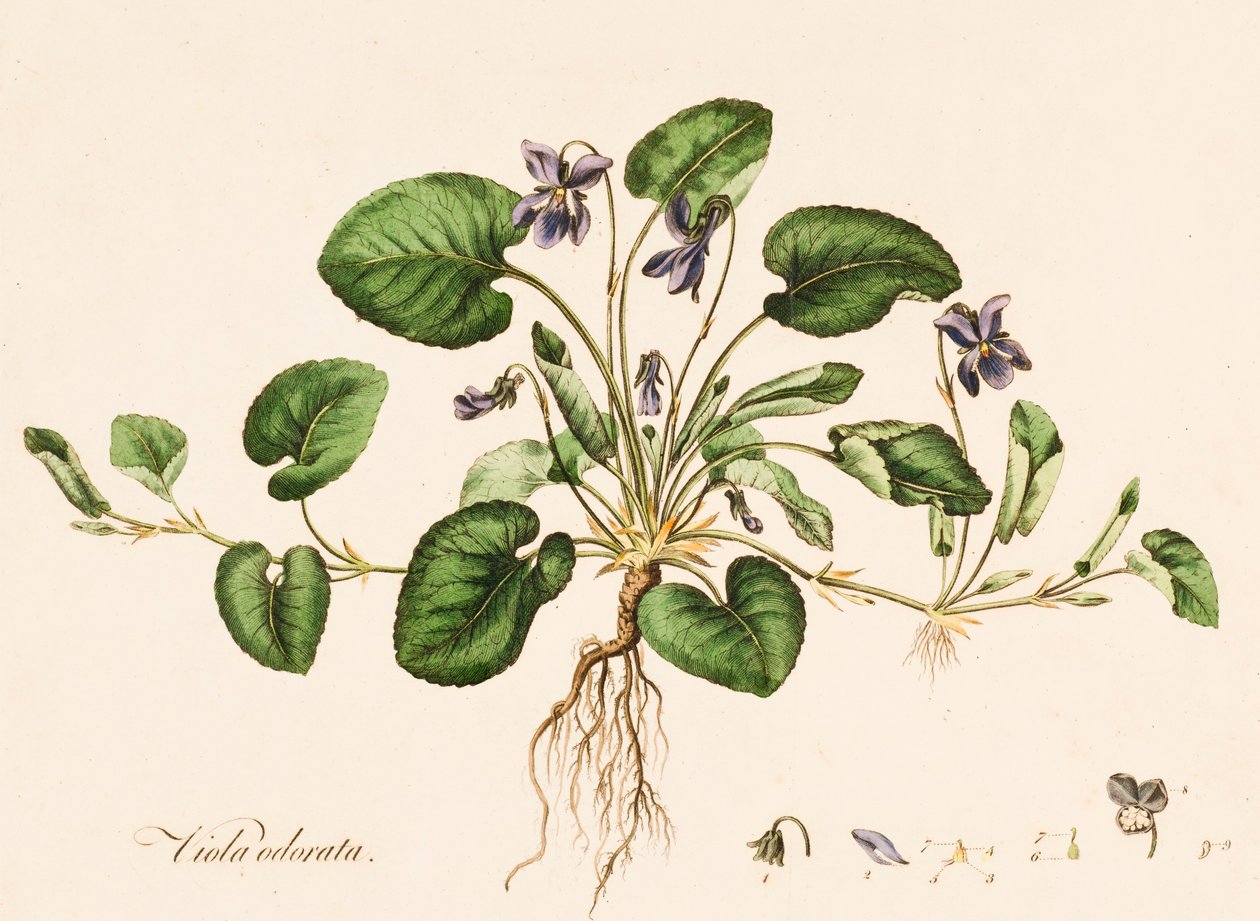 Sweet Violet, c1770-1790. tekijältä William Kilburn