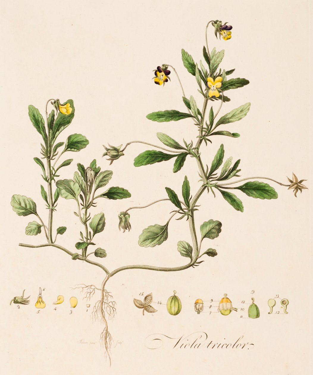 Viola tricolor, Wild Orvokki, c1770-1790. tekijältä William Kilburn