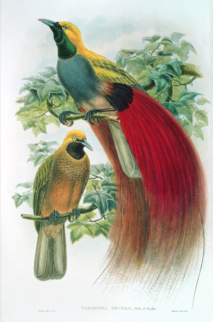 Paradisea Decora tekijältä William M. Hart