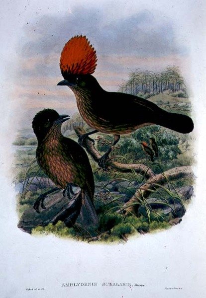 Amblyornis Subalaris (väri litho) tekijältä William Matthew Hart