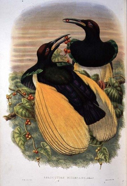 Paratiisin lintu: 12-lankainen, Seleucidis Melanoleuca (väri litho) tekijältä William Matthew Hart