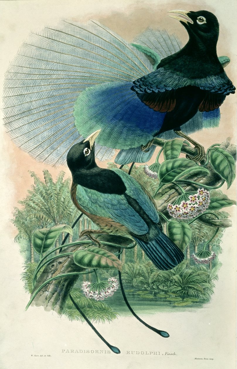 Sininen paratiisin lintu (väri litho) tekijältä William Matthew Hart