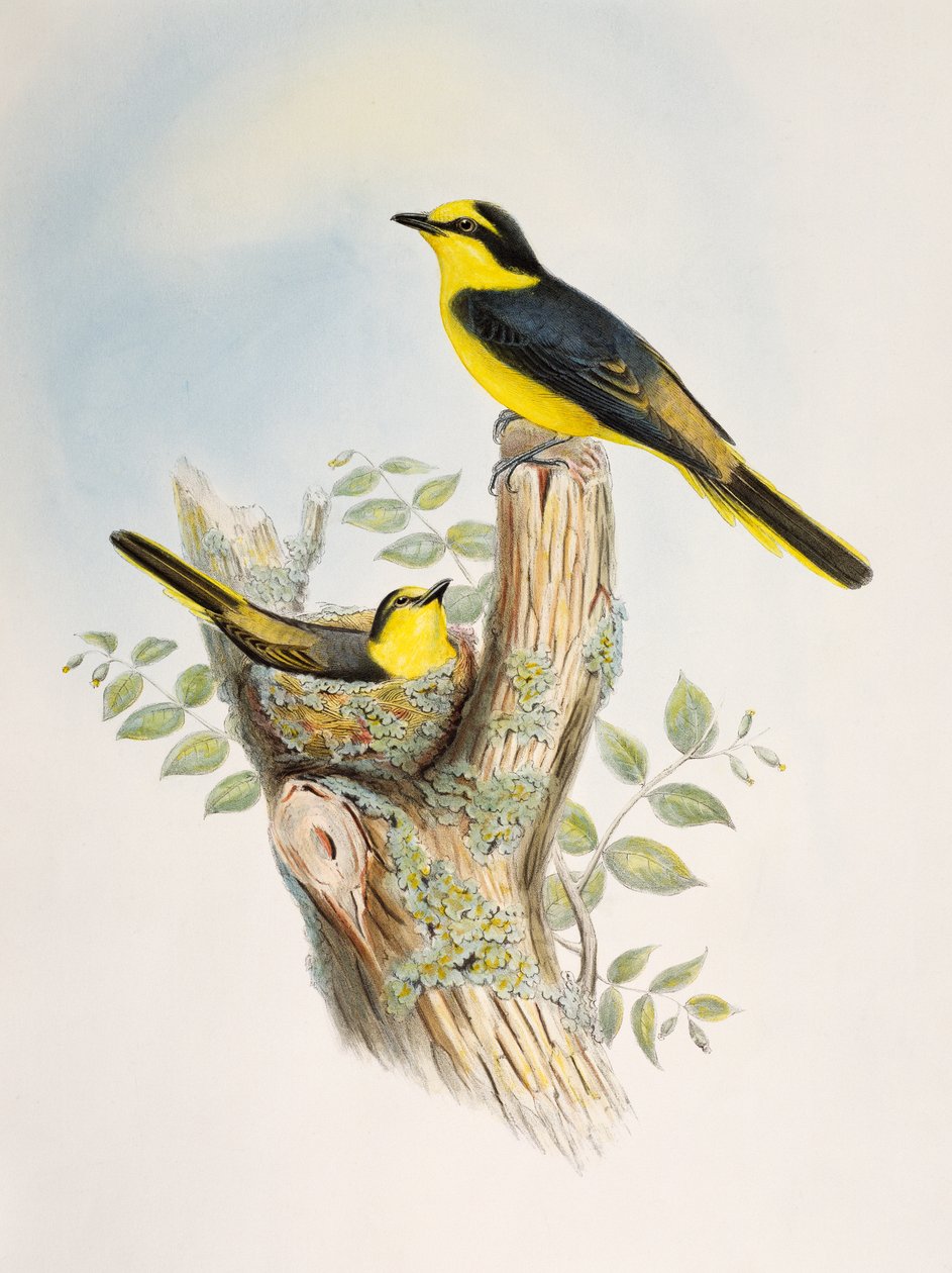 Ruskearunkoinen minivet (Pericrocotus cantonensis), litografia Birds of Asiasta tekijältä William Matthew Hart