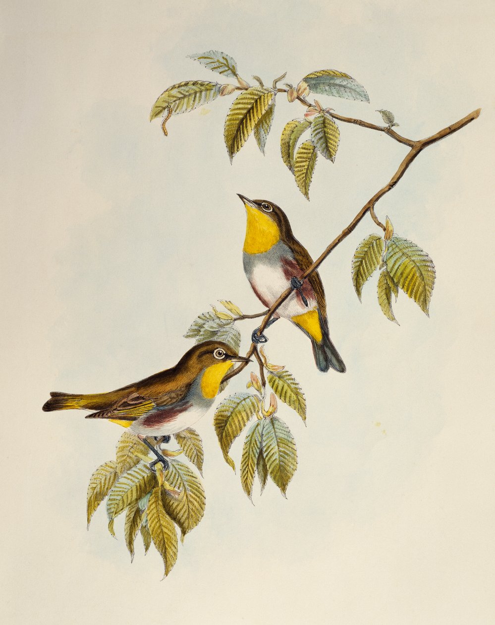 Kastanjanreunustainen valkosilmä (Zosterops erythropleurus), litografia Aasian linnuista tekijältä William Matthew Hart