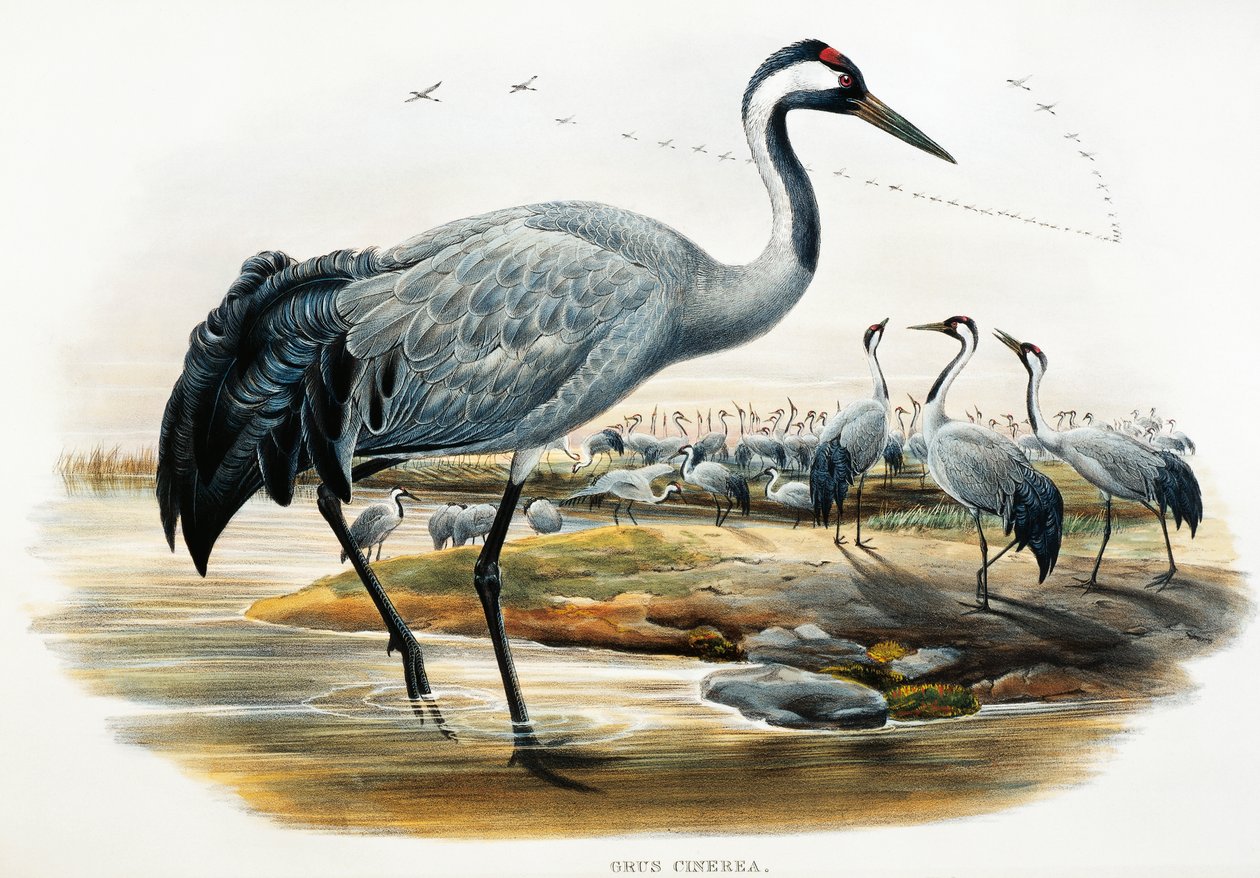 Harvakurkku (Grus cinerea), litografia Birds of Great Britain -järjestöstä tekijältä William Matthew Hart