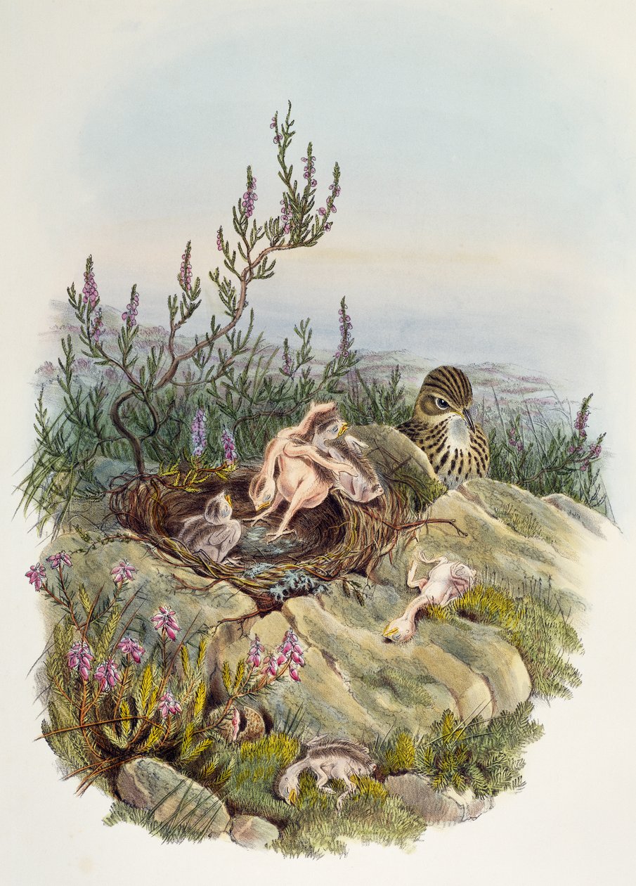 Common Cuckoo, kirjoittanut John Gould (1804-1881), litografia William Matthew Hart (1830-1908), Yhdistynyt kuningaskunta tekijältä William Matthew Hart