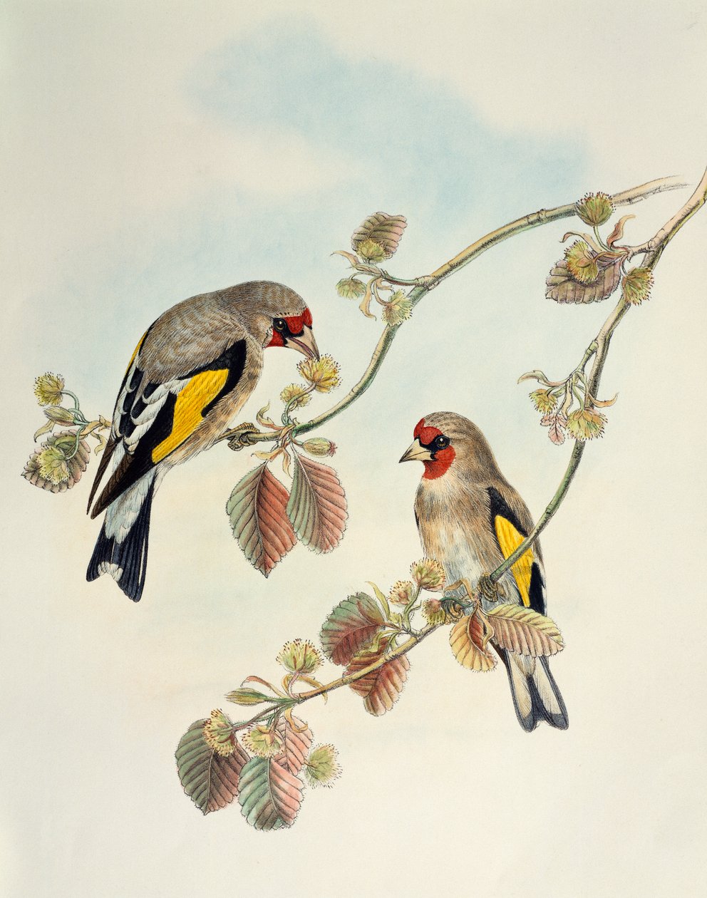 Euroopan kultavarpu (Carduelis carduelis caniceps), litografia Aasian linnuista tekijältä William Matthew Hart