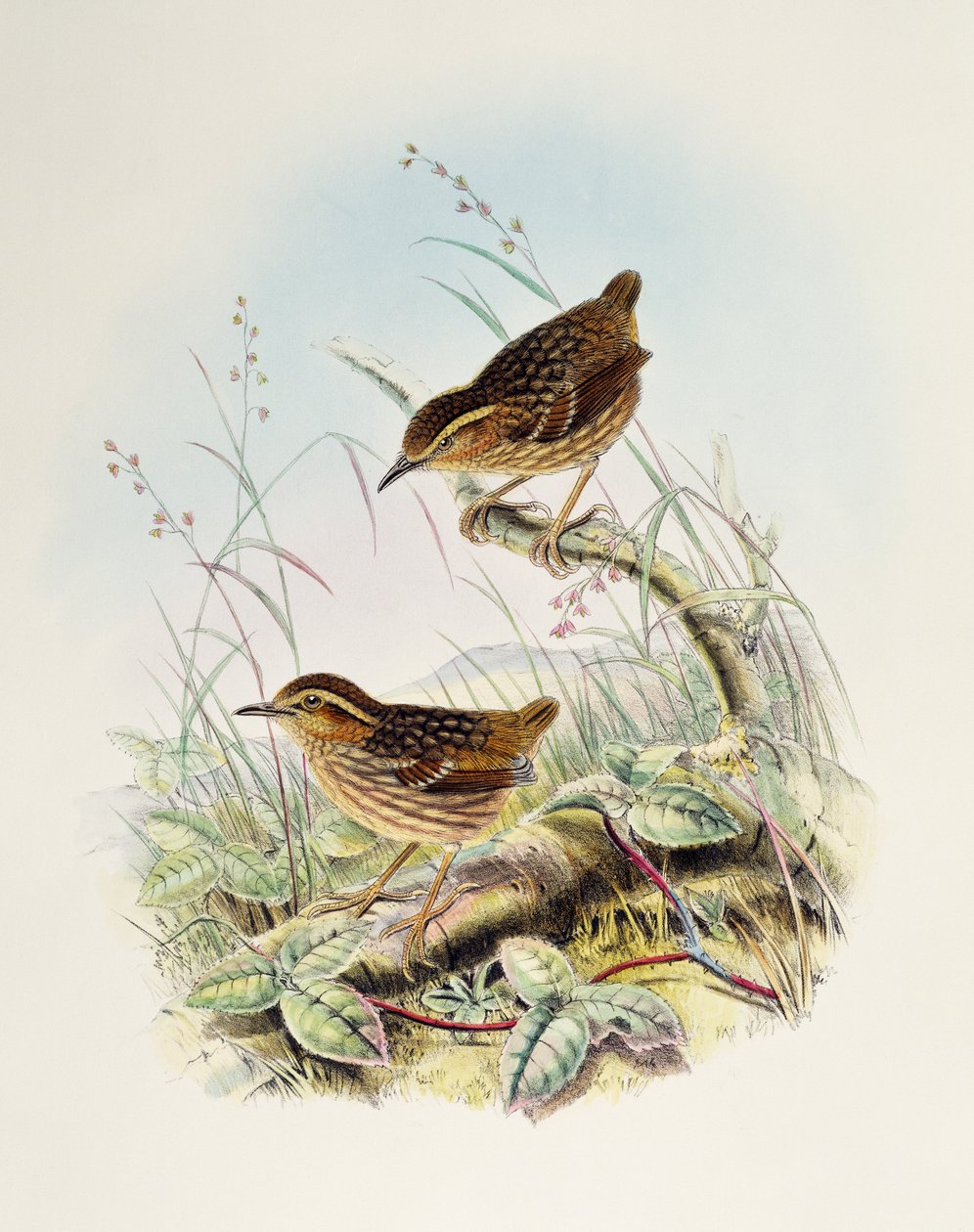 Eyebrowed Wren-Babbler (Napothera epilepidota), litografia Birds of Great Britain -järjestöstä tekijältä William Matthew Hart