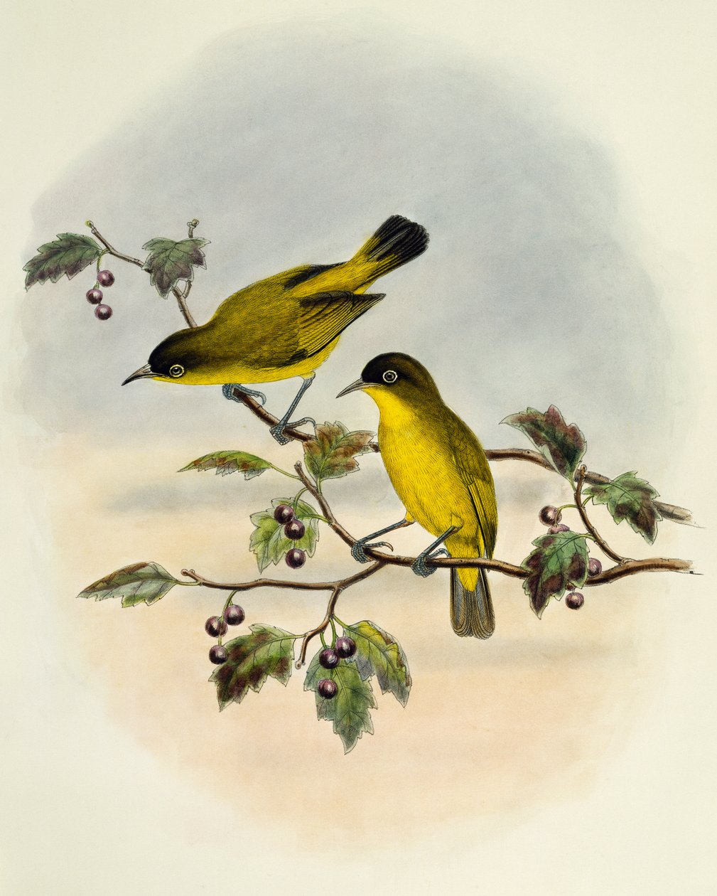 Kultavatsainen valkosilmä (Zosterops uropygialis), kaiverrus William Matthew Hart (1830-1908), Iso-Britannia tekijältä William Matthew Hart