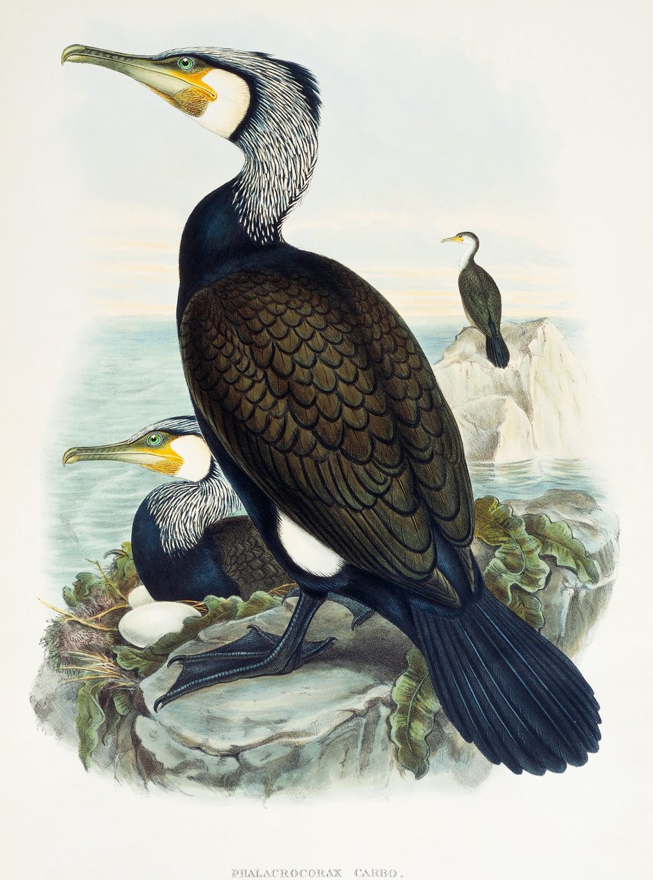 Merimetso (Phalacrocorax carbo), Litografia Birds of Great Britain -järjestöstä tekijältä William Matthew Hart