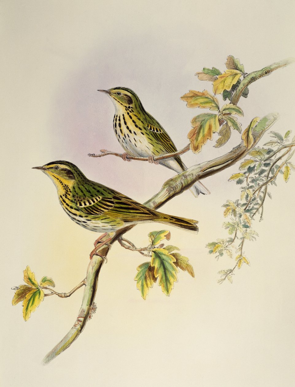Indian Tree-Pipit (Pipastes agilis), litografia Birds of Asiasta tekijältä William Matthew Hart