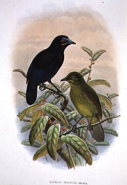 Loria Loriae, Lorian paratiisin lintu (väri litho) tekijältä William Matthew Hart