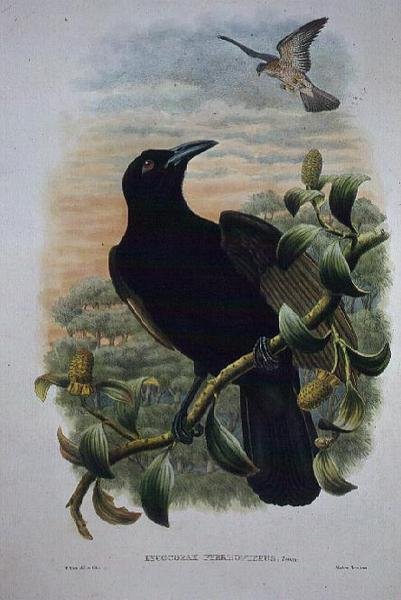 Lucocorax Pyrrhopterus, Paradise tai Silky Crow (litho) tekijältä William Matthew Hart