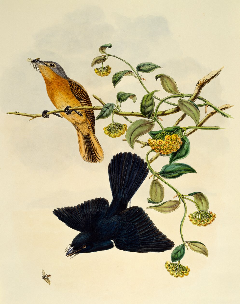 Ochre-headed Flysiepcher (Myiagra cervinicauda), kaiverrus William Matthew Hart (1830-1908), Iso-Britannia tekijältä William Matthew Hart